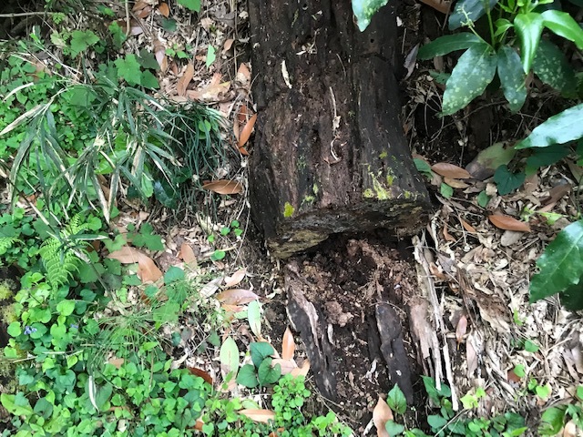 土は植物の化けたもの「循環農法」再読⑧_c0014967_06461675.jpg