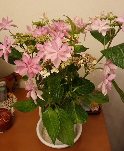 ピンクの花で 部屋が明るく 緑のかたつむり ピンクの花で 部屋が明るく 緑のかたつむり