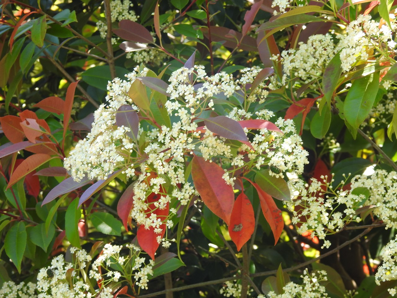 紅要黐 ベニカナメモチ や空木 ウツギ 等花の咲く木曽川水園風景 自然風の自然風だより
