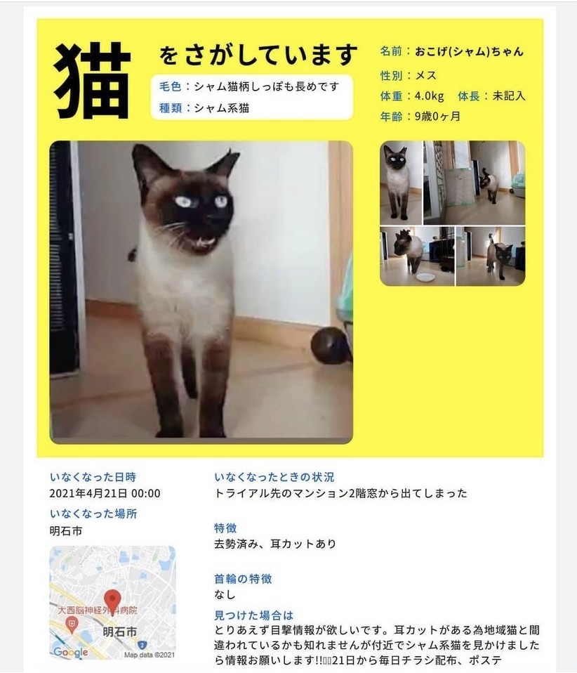 無事保護されました 猫 シャムミックス 今も捜索中です 明石市 手作り靴と革小物 Ippo Ippo イッポイッポ