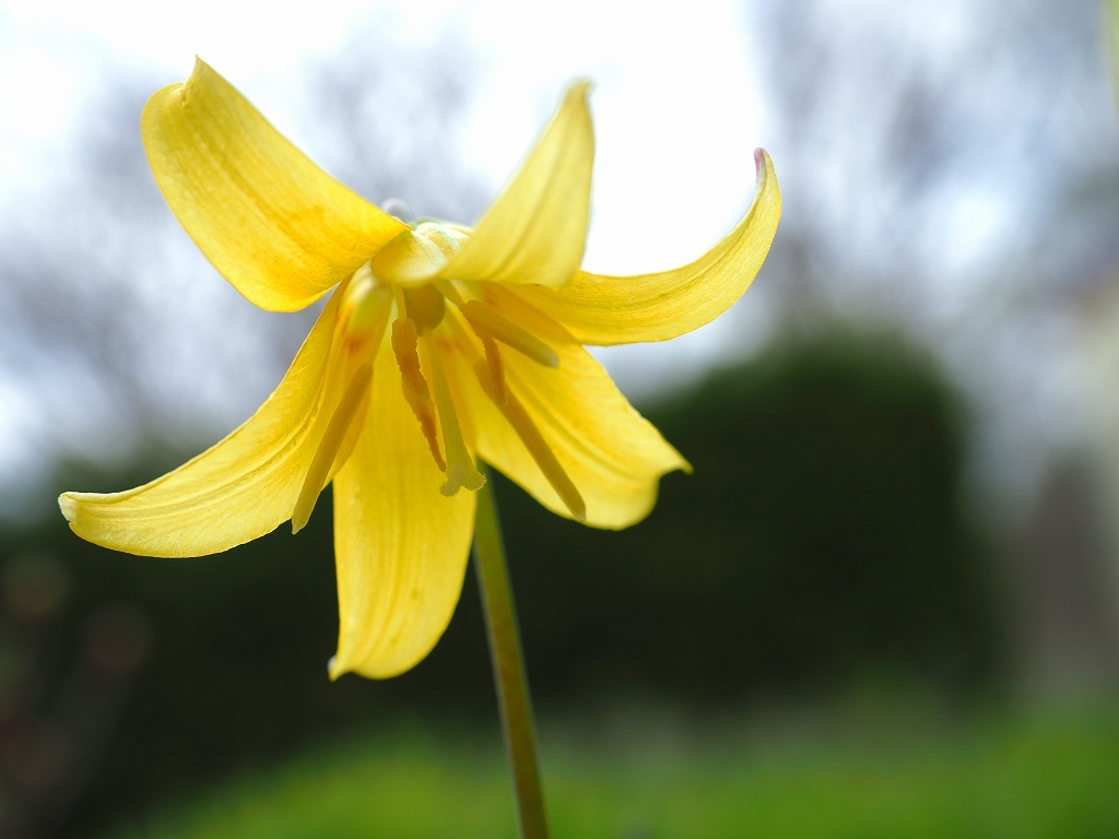 黄色いカタクリの花とハスカップの花 デジカメ持って野に山に