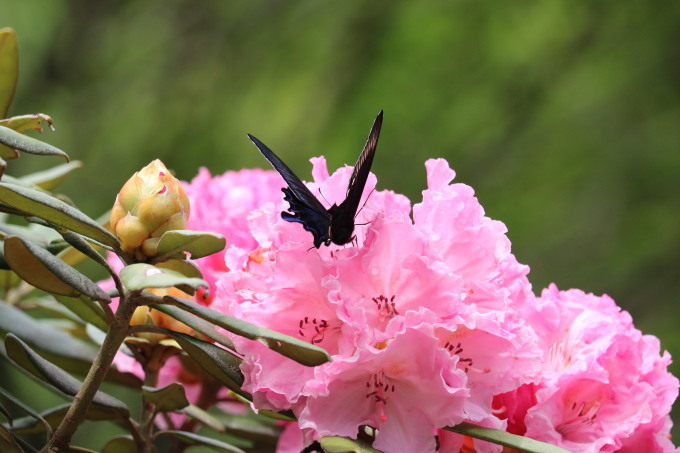 埼玉北部　　黒系アゲハ石楠花吸蜜2021/05/08②_d0251807_07075844.jpg