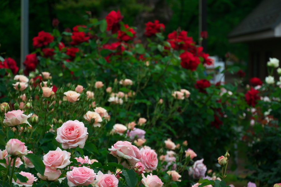 さいたま市　与野公園の薔薇園2_a0263109_16101042.jpg