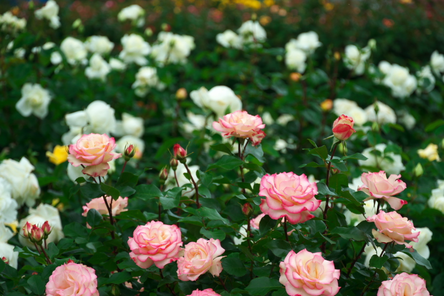 さいたま市　与野公園の薔薇園2_a0263109_16103864.jpg