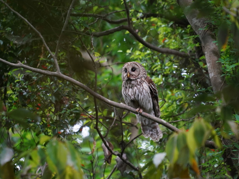 森の中にとまったフクロウは美しかった！ SKJ : シエロの野鳥観察記録