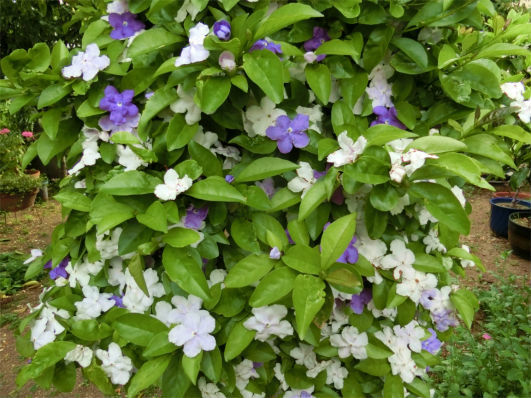 ニオイバンマツリの花 心はいつも青春