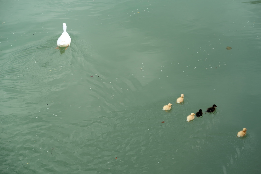 海の町ファーノと母鳥と泳ぐ雛たち_f0234936_07143438.jpg