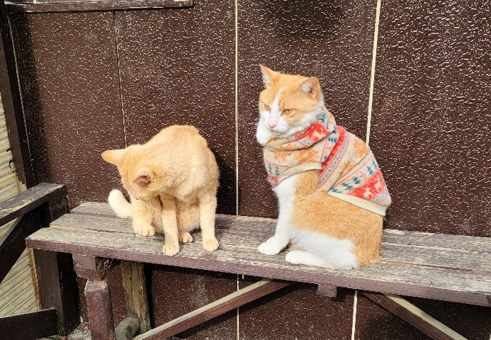 ジャケツイバラが咲き始めました_e0145441_23032238.jpg