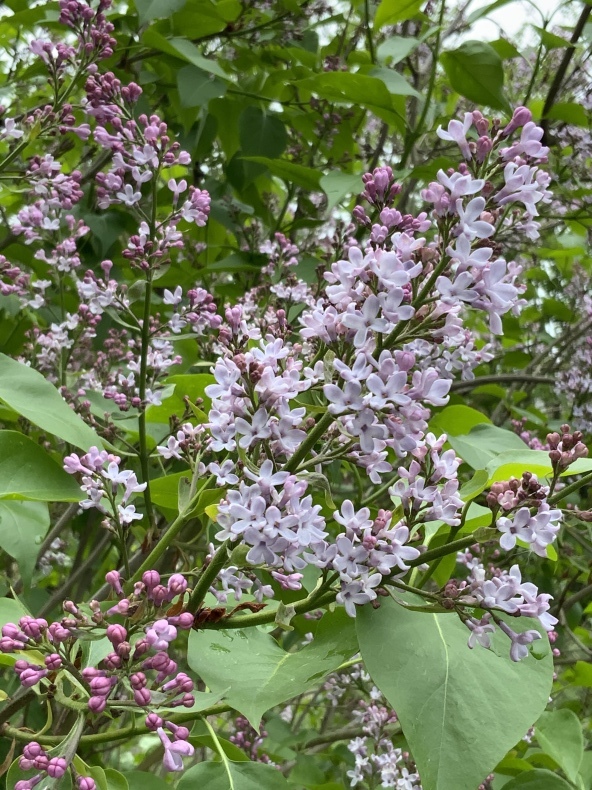 リラの花薫る日_f0380954_17350716.jpeg
