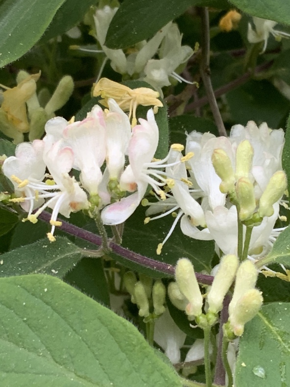 リラの花薫る日_f0380954_17371830.jpeg