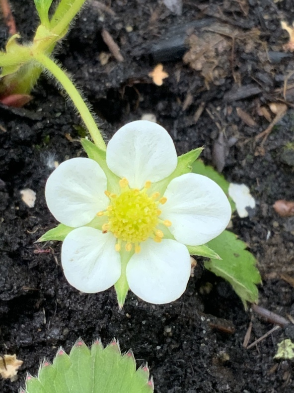 リラの花薫る日_f0380954_17382209.jpeg