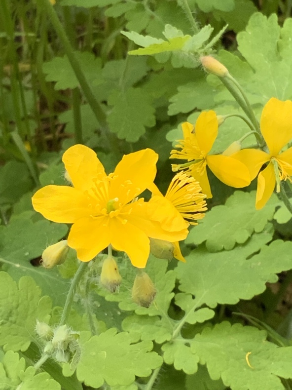 リラの花薫る日_f0380954_17405633.jpeg