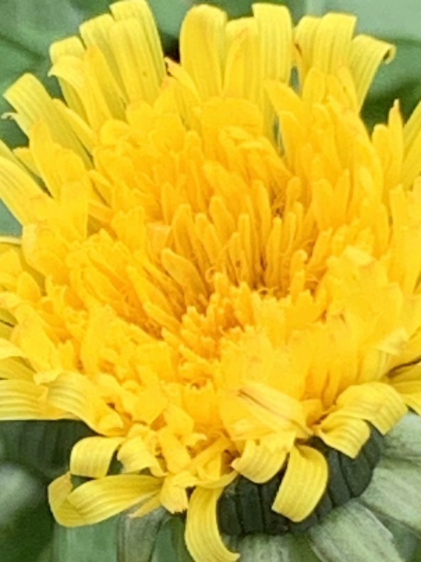 リラの花薫る日_f0380954_17593486.jpeg