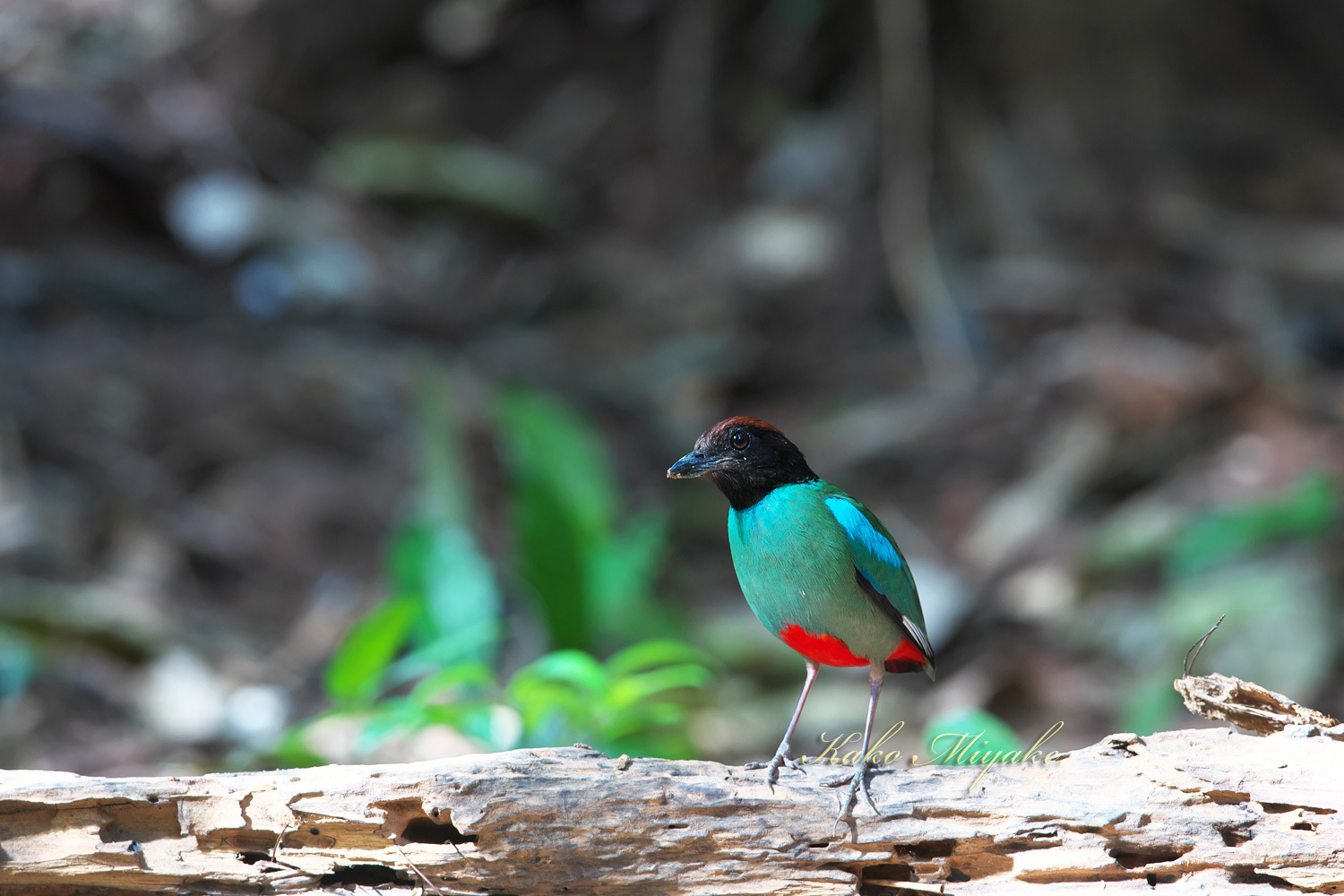 ズグロヤイロチョウ(Hooded Pitta) : ぼちぼち、と・・・！（野鳥大好き＼(＾o＾)／）