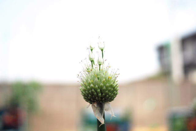 ネギ坊主に花 さぬき風花