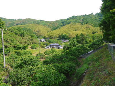無農薬栽培の『種なしかぼす』 元気な花が咲き誇っていました!(2021)_a0254656_16504729.jpg