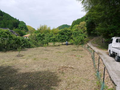 無農薬栽培の『種なしかぼす』 元気な花が咲き誇っていました!(2021)_a0254656_17054695.jpg