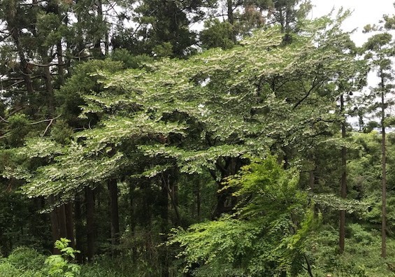 エゴノキ満開、ヤマアジサイ次々開花5・11_c0014967_09272058.jpg