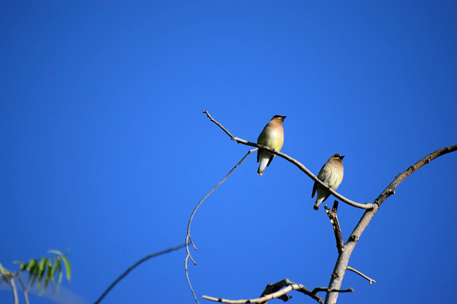 Cedar Waxwing_b0369375_02460953.jpg