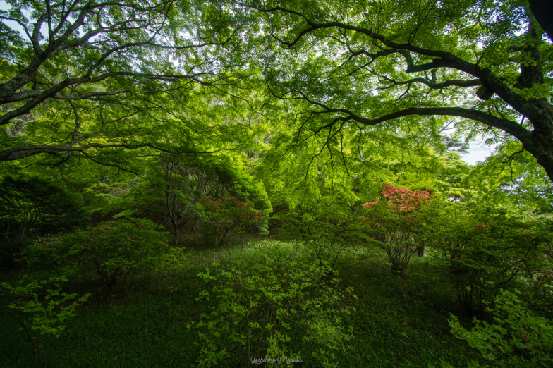 榛原鳥見山公園のツツジと新緑_a0301676_15502261.jpg