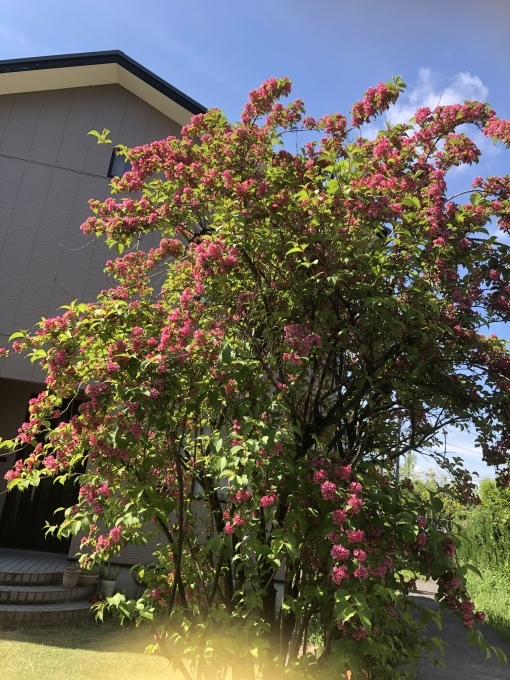 山ウツギ ギャラリーカフェ 心 山ウツギ ギャラリーカフェ 心