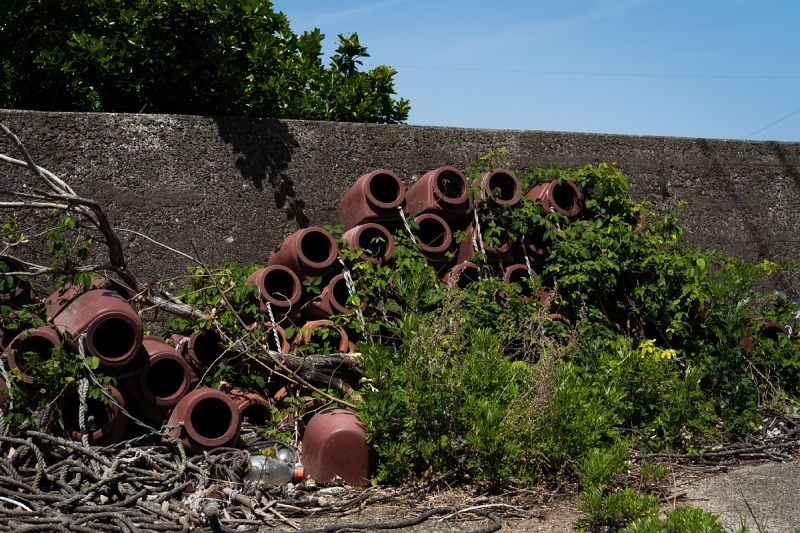 タコとネコの島_d0353489_22575334.jpg