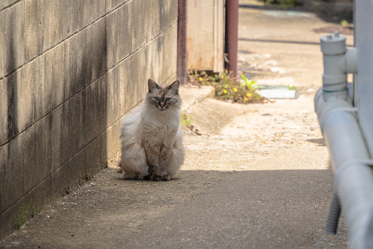 タコとネコの島_d0353489_22595763.jpg