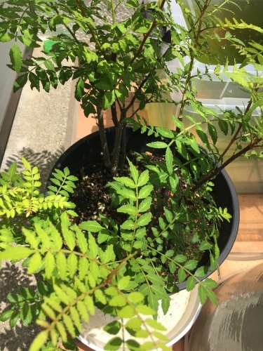 生命力_f0347891_06314933.jpeg