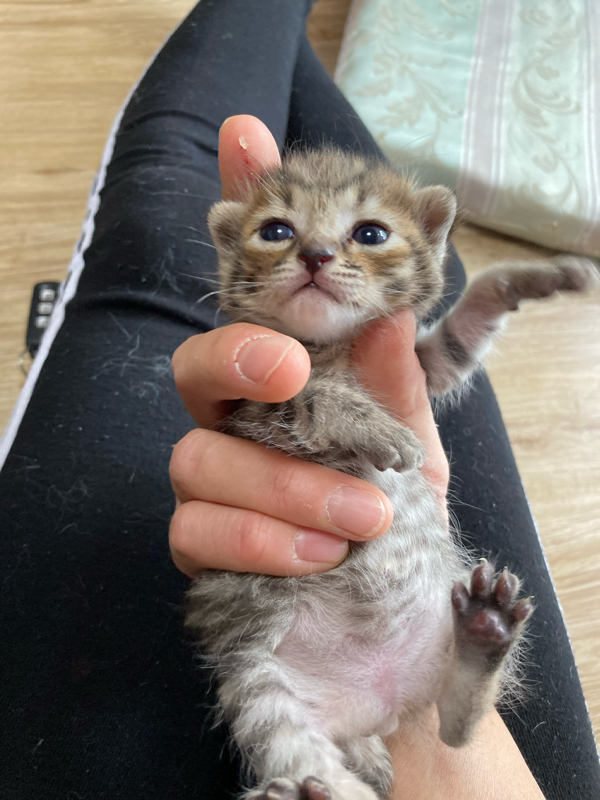 脱走猫も無事に確保し 捕獲も一旦区切りがつきました Npo法人 府中猫の会