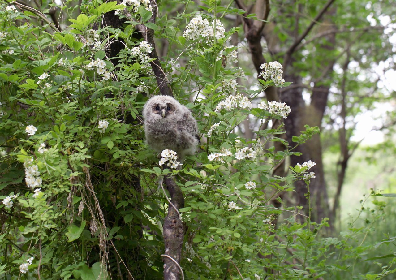 野薔薇の花とフクロウ幼鳥 ｔ ｈの野鳥写真