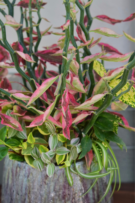 薔薇好き花好き庭が好き 元英国在住 アートセラピストが造る癒しの庭 薔薇好き花好き庭が好き 元英国在住 アートセラピストが造る癒しの庭