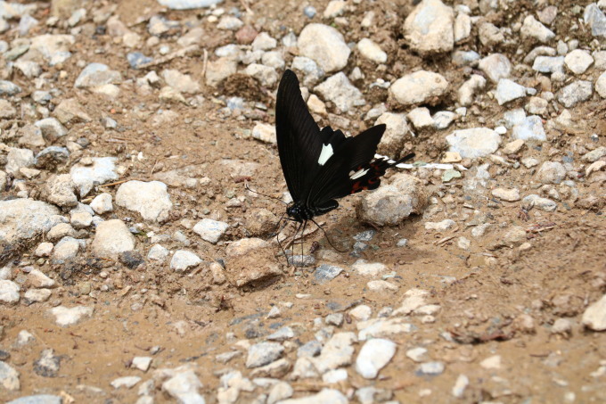 埼玉北部　　モンキアゲハ吸水2021/05/08③_d0251807_06153703.jpg