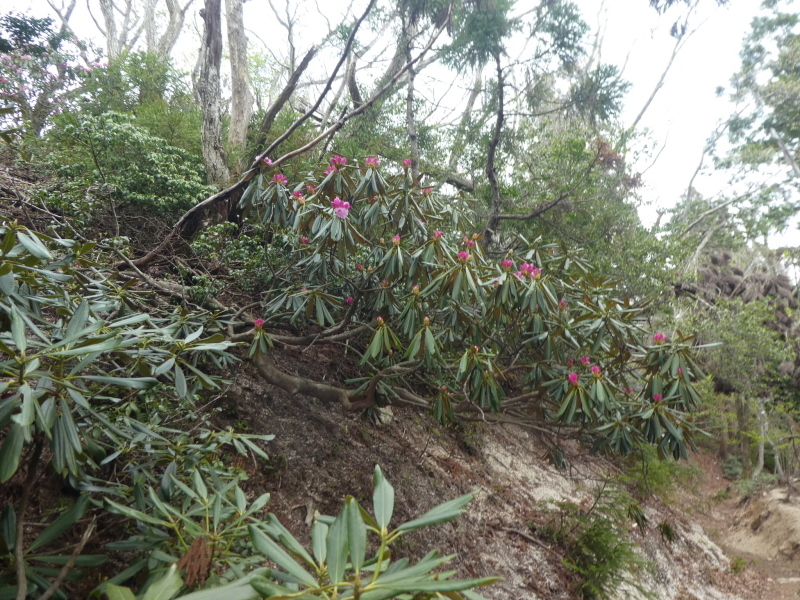 イワカガミ咲く　堂満岳 (1,057M)    下山 編_d0170615_20550572.jpg