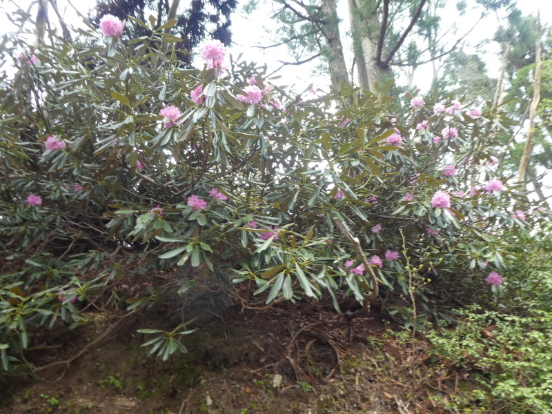 イワカガミ咲く　堂満岳 (1,057M)    下山 編_d0170615_20551391.jpg