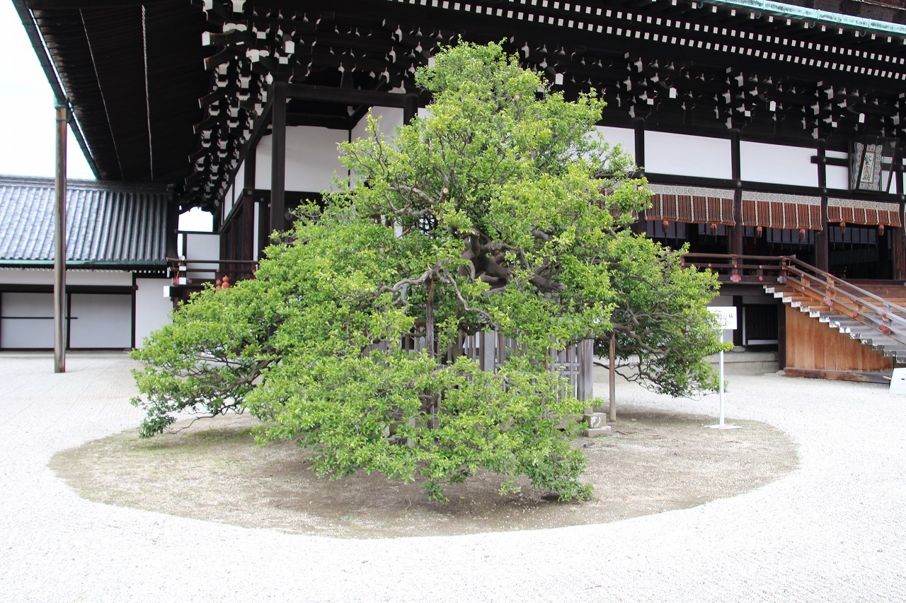 万葉集その八百四十 橘の花咲く頃 万葉集遊楽