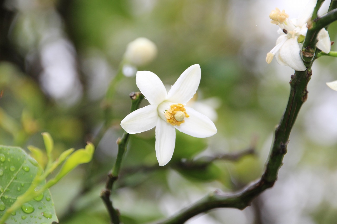 【送料無料/新品】 万葉集その八百四十（橘の花咲く頃） 万葉集遊楽 : 趣味・スポーツ・実用