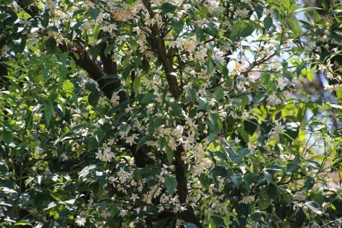 万葉植物園の藤の花 | GANREF