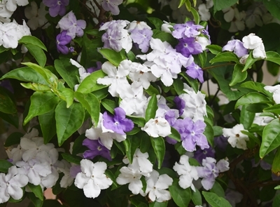 ニオイバンマツリ 挿し木しました : のんびり家庭菜園と果樹栽培を楽しむ