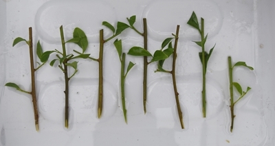 ニオイバンマツリ 挿し木しました : のんびり家庭菜園と果樹栽培を楽しむ