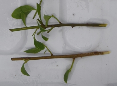 ニオイバンマツリ 挿し木しました : のんびり家庭菜園と果樹栽培を楽しむ