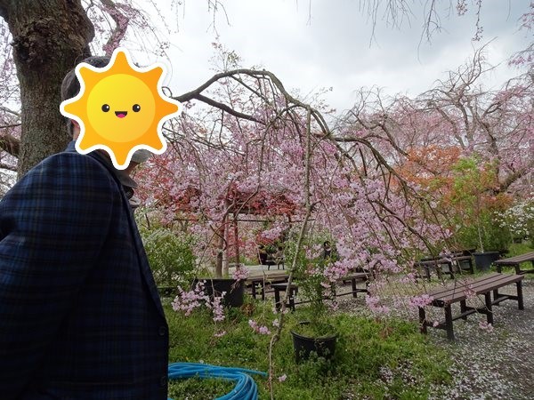 京都の春21 4 ー京都観光編 原谷苑 三千院 など Pockieのホテル宿フェチお気楽日記iii