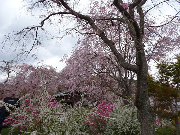 京都の春21 4 ー京都観光編 原谷苑 三千院 など Pockieのホテル宿フェチお気楽日記iii