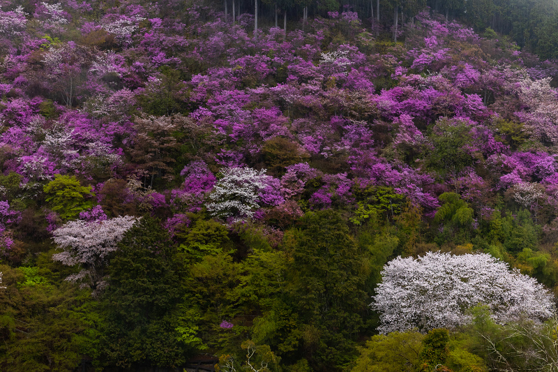 2021桜咲く京都 雨に煙るミツバツツジ（高雄・西明寺）_f0155048_23554852.jpg