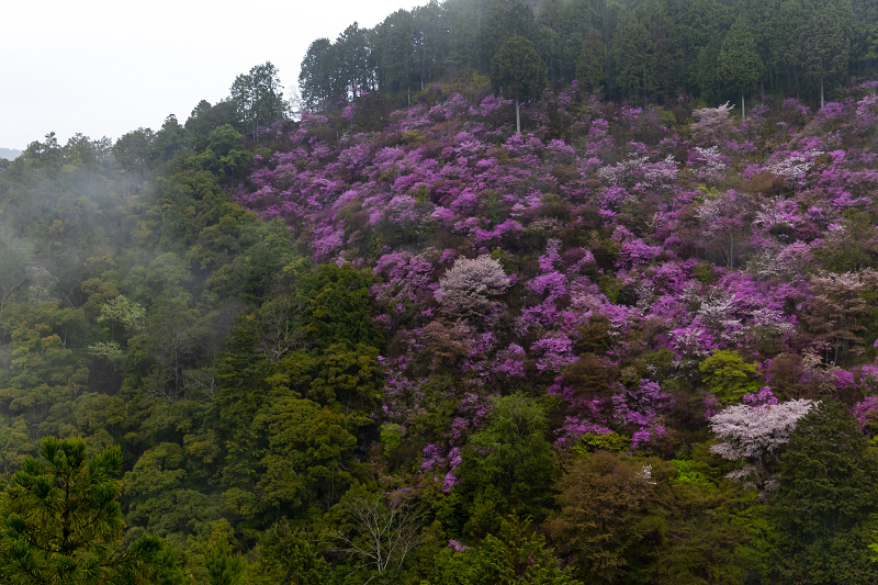 2021桜咲く京都 雨に煙るミツバツツジ（高雄・西明寺）_f0155048_23555729.jpg