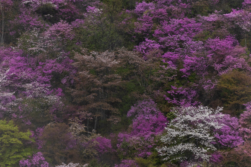 2021桜咲く京都 雨に煙るミツバツツジ（高雄・西明寺）_f0155048_23560469.jpg