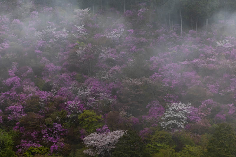 2021桜咲く京都 雨に煙るミツバツツジ（高雄・西明寺）_f0155048_23561417.jpg