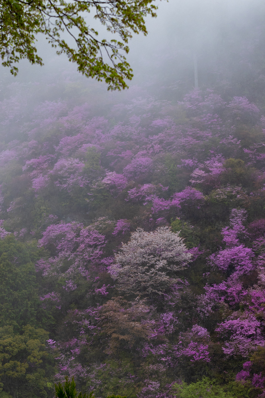 2021桜咲く京都 雨に煙るミツバツツジ（高雄・西明寺）_f0155048_23563771.jpg