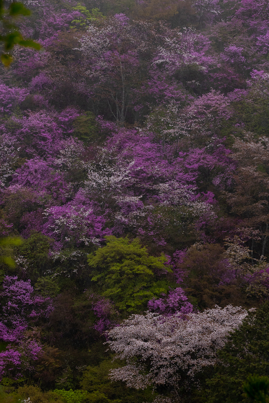 2021桜咲く京都 雨に煙るミツバツツジ（高雄・西明寺）_f0155048_23565842.jpg