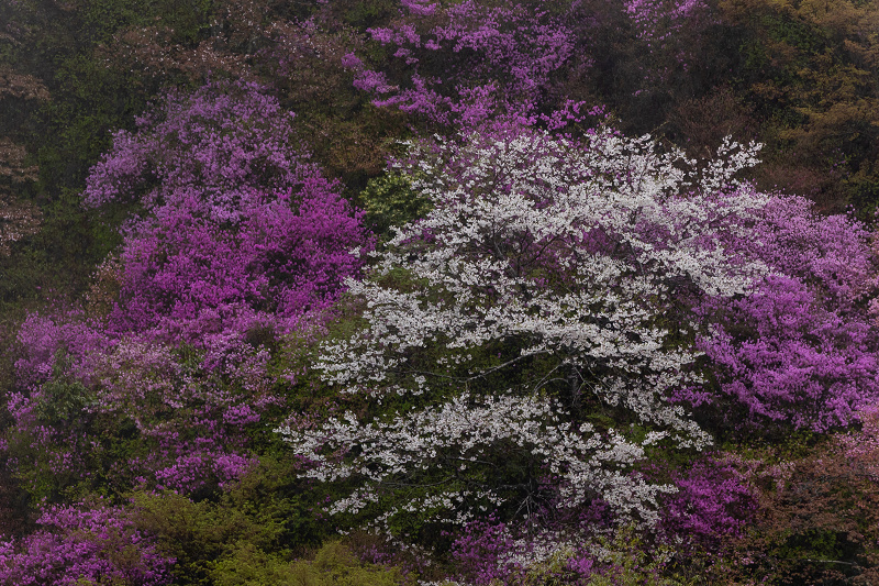 2021桜咲く京都 雨に煙るミツバツツジ（高雄・西明寺）_f0155048_23574333.jpg