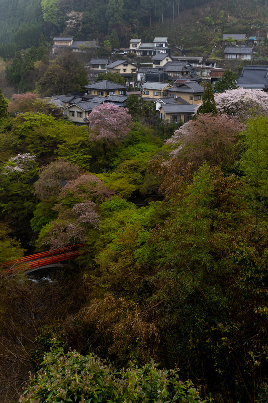 2021桜咲く京都 雨に煙るミツバツツジ（高雄・西明寺）_f0155048_23580439.jpg